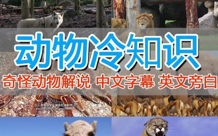 外面卖1699的国外纪录片解说（动物解说、美食、动画片）稳过中视频_免费分享网络创业,副业,信息差项目的老牌资源整合平台！金铲子项目