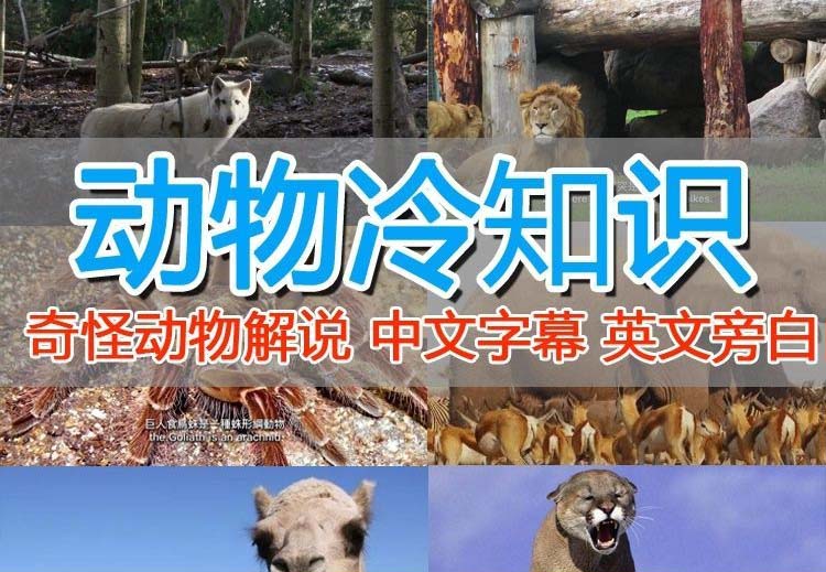 （6312期）外面卖1699的国外纪录片解说（动物解说、美食、动画片）稳过中视频_免费分享网络创业,副业,信息差项目的老牌资源整合平台！金铲子项目